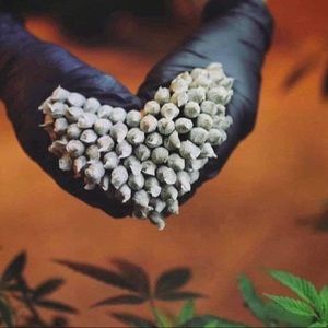 Meet your Posher, Candy